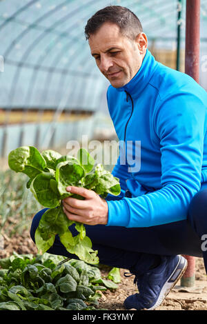 Bauern ernten jungem Spinat aus seinem Gewächshaus Stockfoto