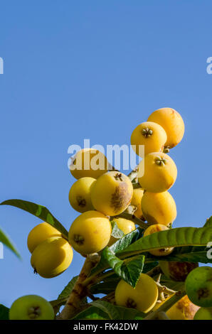 Unreife Frucht von Medlar oder Nispero Baum, Loquats, Spanien. Stockfoto