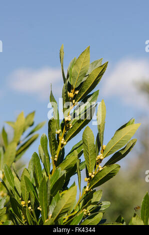 Zweig der Bucht Lorbeer, Laurus Nobilis, Blütenknospen auf Baum, Spanien. Stockfoto