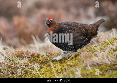 Moorschneehühner; Lagopus Lagopus Scotica einzigen männlichen Schottland; UK Stockfoto