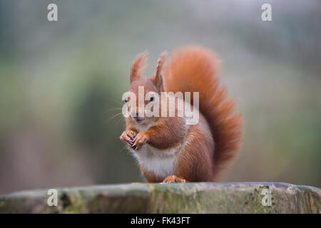 Eichhörnchen; Sciurus Vulgaris einzelne UK Stockfoto