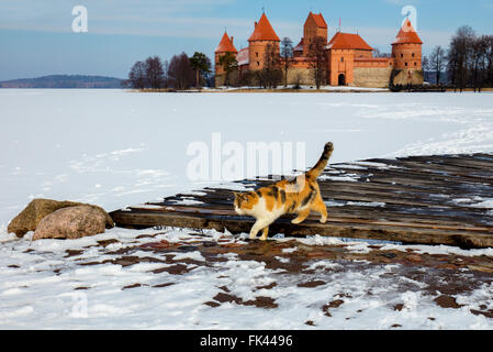 Katze gegen Burg Trakai Insel im Winter zu Fuß. Die Katze im Fokus Stockfoto