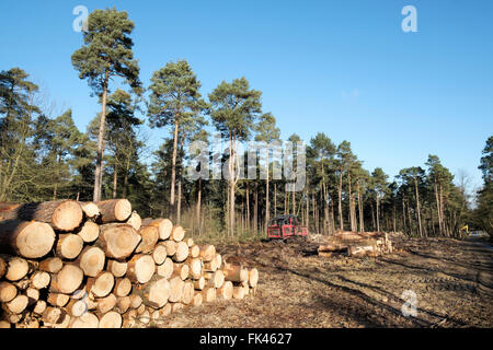 Forstwirtschaft-Clearance bei Phänomen Wald, Bracknell, Berkshire, England Stockfoto