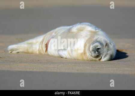 Neugeborenen Atlantic Grey Seal Pup (Halichoerus Grypus) schlafen auf dem Sand, Lincolnshire, England, UK. Stockfoto