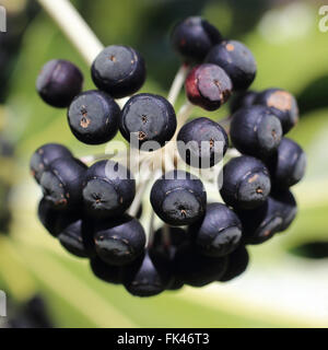 Samen der japanischen Aralia, (auch bekannt als falsche Caster Öl Pflanze oder Feigenblatt Palm, Fatsia Japonica), Morrab Gardens, Penzance Stockfoto