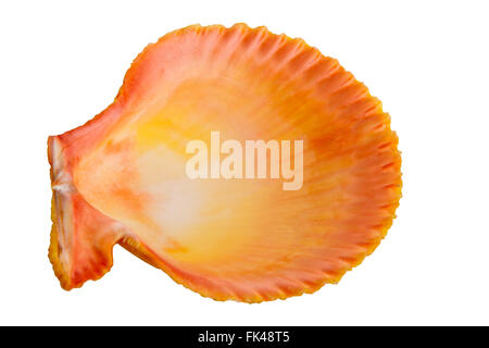 bunte Muscheln isoliert auf weißem Hintergrund Stockfoto