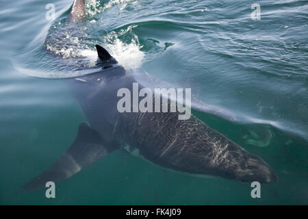 Luftaufnahmen der weiße Hai--Carcharodon Carcharias - im Atlantischen Ozean in der False Bay, Cape Town, Südafrika Stockfoto