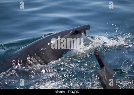 Der weiße Hai--Carcharodon Carcharias - aus Wasser im Atlantik in der False Bay, Cape Town, Südafrika Stockfoto