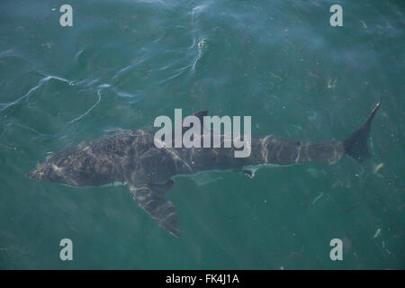 Luftaufnahmen der weiße Hai--Carcharodon Carcharias - im Atlantischen Ozean in der False Bay, Cape Town, Südafrika Stockfoto