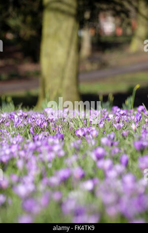 Krokuszwiebeln blühen im Frühjahr Stockfoto