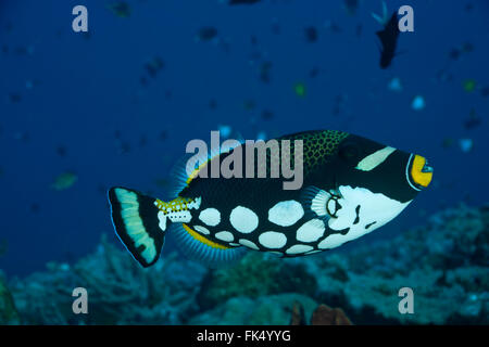 Clown triggerfish(Balistoides conspicillum) Stockfoto