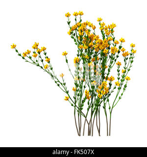 Genista Hispanica Blumen isoliert auf weißem Hintergrund Stockfoto