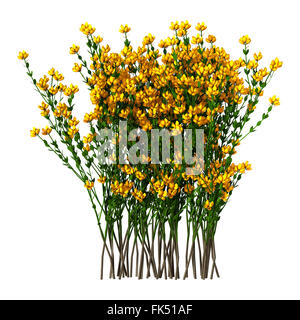 Genista Hispanica Blumen isoliert auf weißem Hintergrund Stockfoto