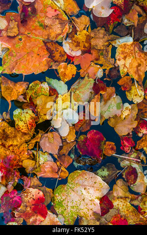 farbige Herbstblätter im Wasser schwimmende Stockfoto