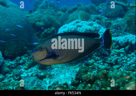 Bignose Unicornfish (Naso Vlamingii) im Blau Stockfoto