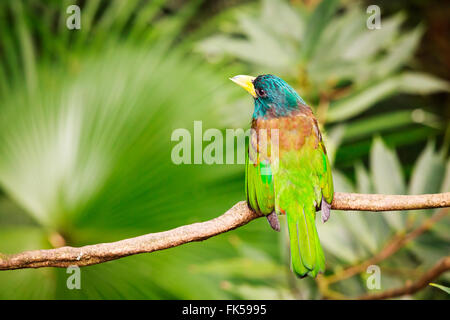 Exotisch bunten Vogel auf einem Ast Stockfoto