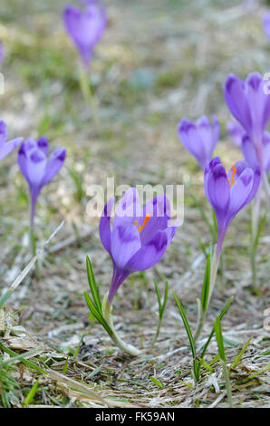 Krokus, Frühlings-in Bergen im Wald Stockfoto