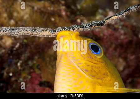 Goldene Riffbarsche (Amblyglyphidodon Aureus) tendenziell auf eine Peitsche Koralle Eiern Stockfoto