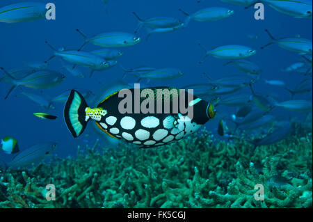 Clown triggerfish(Balistoides conspicillum) Stockfoto