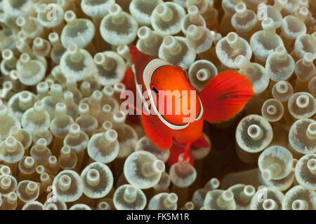 Spinecheek Anemonenfische (Premnas Biaculeatus) in seine bleichen Anemone nach Hause Stockfoto