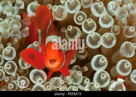 Spinecheek Anemonenfische (Premnas Biaculeatus) in seine bleichen Anemone nach Hause Stockfoto