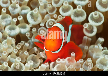 Spinecheek Anemonenfische (Premnas Biaculeatus) in seine bleichen Anemone nach Hause Stockfoto