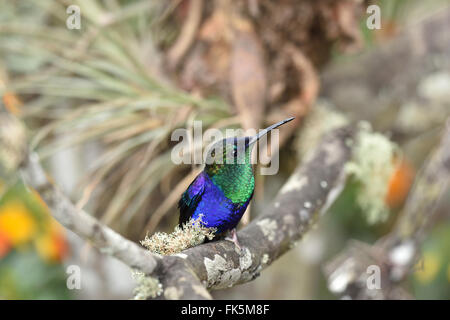 Ein männlicher gekrönt Woodnymph Kolibri mit Tau auf seine Rechnung, thront auf einem Ast mit Flechten bedeckten. Stockfoto