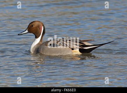 Nördliche Pintail (Anas Acuta) männlich Stockfoto