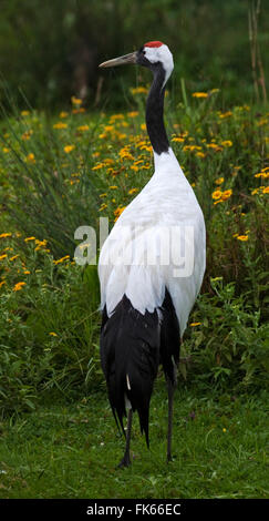 Rot gekrönter Kran (Grus Japonensis) Stockfoto