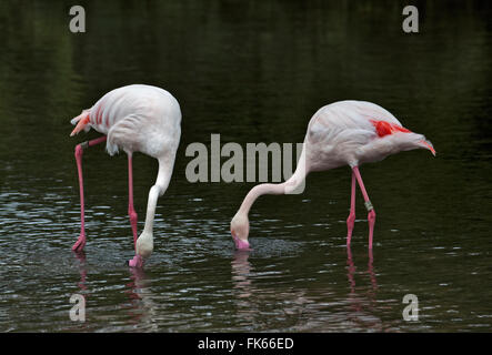 Rosaflamingos (Phoenicopterus Roseus) Fütterung Stockfoto