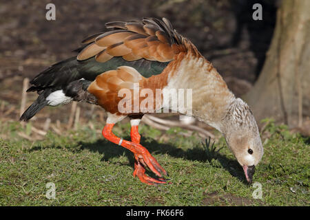 Orinoco Gans (Neochen Jubata) Stockfoto