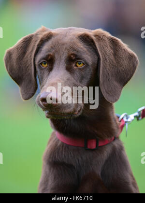 Nachdenklich braune Hund Stockfoto