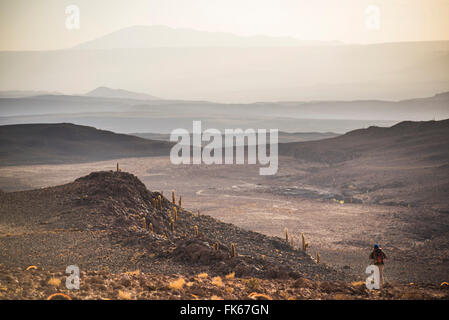 Trekking bei Sonnenuntergang im Cactus Valley (Los Cardones Schlucht), Atacama-Wüste, Nord Chile, Südamerika Stockfoto
