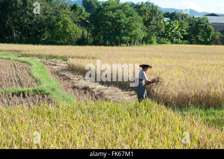 Frau in Bambushut, Ernte Reis, Bambuskorb auf ihrem Rücken, ländlichen Hsipaw, Shan-Staat, Myanmar (Burma), Asien Stockfoto