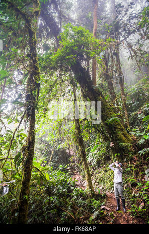 Vogelbeobachtung in der Choco Rainforest und Bereich der Nebelwald in der Provinz Pichincha, Ecuador, Südamerika Stockfoto