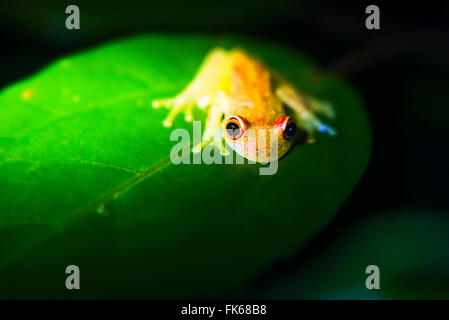 Frosch im Amazonas-Regenwald bei Nacht, Coca, Ecuador, Südamerika Stockfoto