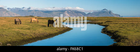 Islandpferde mit Vestrahorn hinter Island, Polarregionen Stockfoto