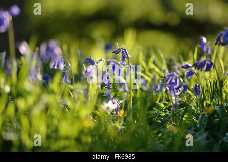 Gemeinsamen Bluebell (Hyacinthoides non-Scripta). Glockenblumen Blüte gesprenkelt Licht Filterung durch die Baumkronen des britischen Holz Stockfoto