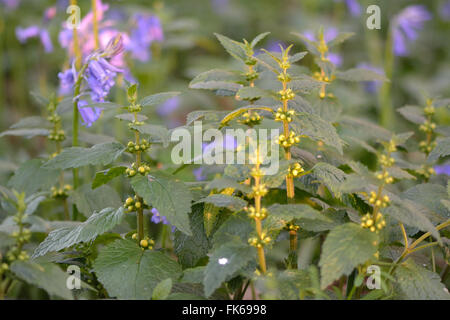 Gelbe Erzengel (Lamium Galeobdolon). Ein Wald Pflanze mit leuchtend gelben Blüten in der Familie Lamiaceae, Blüte Stockfoto