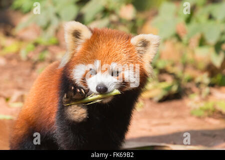 Roter Panda (Ailurus Fulgens), Provinz Sichuan, China, Asien Stockfoto