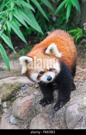 Roter Panda (Ailurus Fulgens), Provinz Sichuan, China, Asien Stockfoto