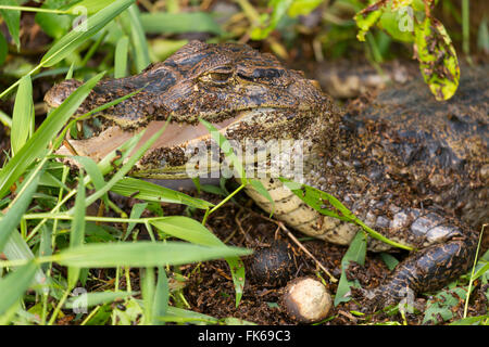 Ein brillentragende Kaiman in Tortuguero Nationalpark, Limon, Costa Rica, Mittelamerika Stockfoto