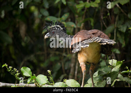 Eine weibliche große Hokkohühner (Crax Rubra), Limon, Costa Rica, Mittelamerika Stockfoto