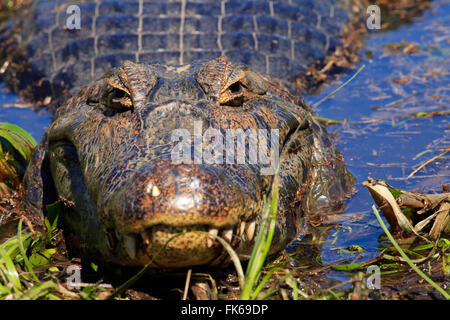 Ein Pantanal (Yacare) Kaiman (Caiman Yacare), Mato Grosso do Sul, Brasilien, Südamerika Stockfoto