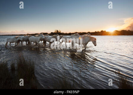 Wilde weiße Pferde im Sonnenuntergang, Camargue, Frankreich, Europa Stockfoto