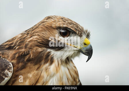 Red tailed Hawk, einem amerikanischen Raptor, Vogel der Beute, Vereinigtes Königreich, Europa Stockfoto