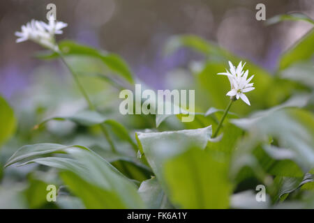 Bärlauch (Allium Ursinum). Eine Pflanze in der Familie Amaryllisgewächse in Blüte, auch bekannt als Bärlauch wächst in einem britischen Holz Stockfoto