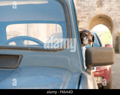 Ein Hund wartet geduldig auf seinen Besitzer in einem klassischen französischen Renault 4, Frankreich Stockfoto