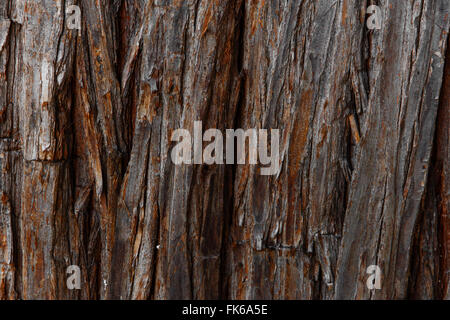 Hintergrundtextur von Baumrinde. Die Haut der Rinde eines Baumes, die Rissbildung Spuren. Stockfoto