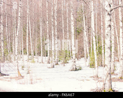 Silver Birch Bäume im Winter, Norwegen, Skandinavien, Europa Stockfoto